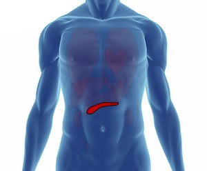 pankreas nerede bulunur