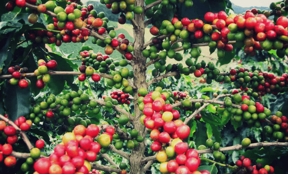 farenza santa ines kahvesi 577x350 Dünyadaki En Pahalı 10 Kahve