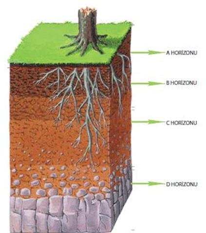 Toprak horizonları Global Bilgiler