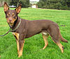 Australien Kelpie.jpg