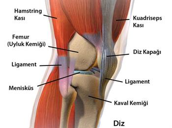 menisküs ve diz hastalıkları