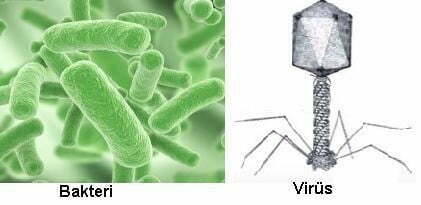 bakteri-virus.jpg