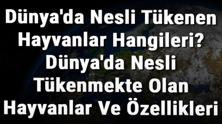 Dünya'da Nesli Tükenen Hayvanlar Hangileri? Dünya'da Nesli Tükenmekte Olan Hayvanlar Ve Özellikleri