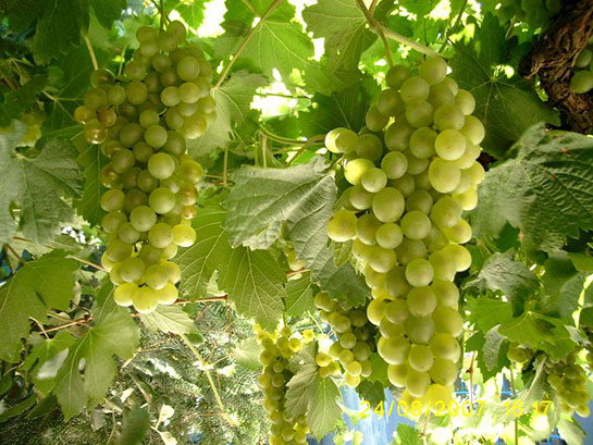 uzum-agaci.jpg