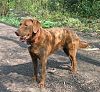 Chesapeakebayretriever01-l.jpg