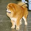 Chowchow.jpg