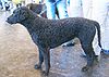 Curly Coated Retriever.jpg