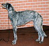 Deerhound 305.jpg