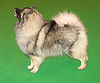 Keeshond Majic.jpg