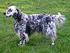 English setter.jpg