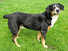 Entlebucher2 wb.jpg