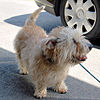 Adult Glen of Imaal terrier.jpg