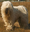 Komondor delvin.jpg