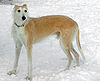 Lurcher Rocky.jpg