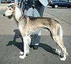 Saluki 600.jpg