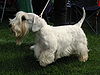 Sealyham terrier 230809.JPG