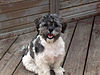 Shih Poo Barton 2.jpg