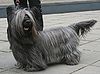 Skye terrier 800.jpg