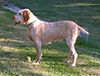 Spinone italiano Daisy.JPG